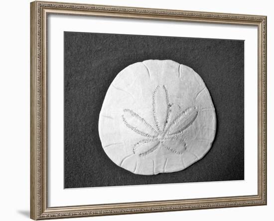 Sand Dollar II-Jairo Rodriguez-Framed Photographic Print