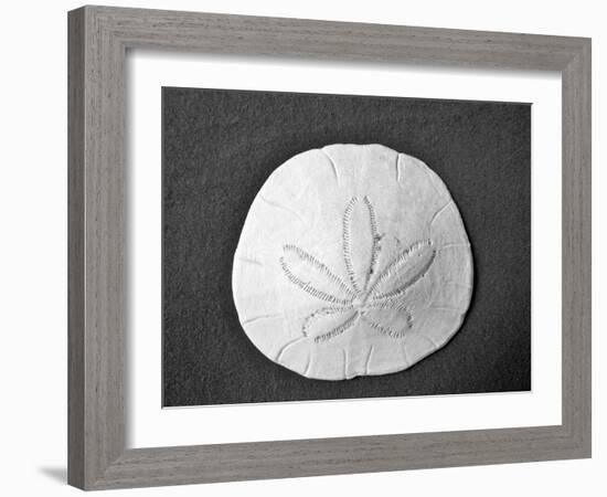 Sand Dollar II-Jairo Rodriguez-Framed Photographic Print