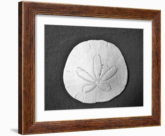 Sand Dollar II-Jairo Rodriguez-Framed Photographic Print