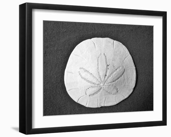 Sand Dollar II-Jairo Rodriguez-Framed Photographic Print