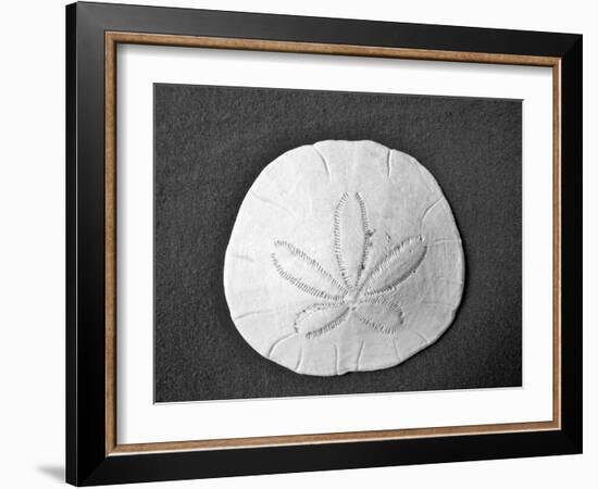 Sand Dollar II-Jairo Rodriguez-Framed Photographic Print