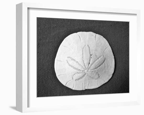 Sand Dollar II-Jairo Rodriguez-Framed Photographic Print