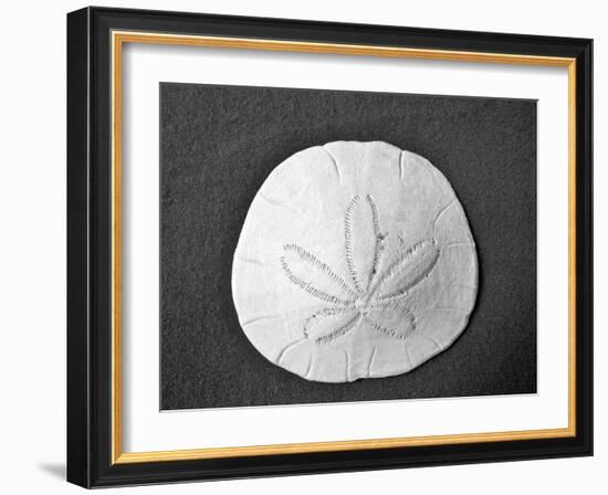 Sand Dollar II-Jairo Rodriguez-Framed Photographic Print