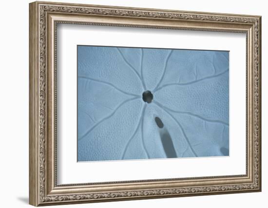 Sand Dollar II-Karyn Millet-Framed Photographic Print