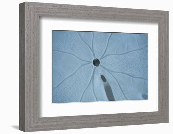 Sand Dollar II-Karyn Millet-Framed Photographic Print