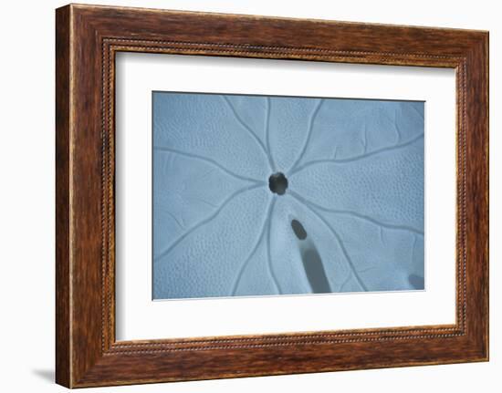 Sand Dollar II-Karyn Millet-Framed Photographic Print