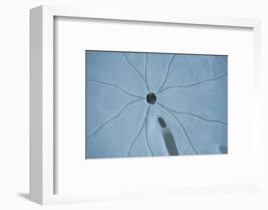 Sand Dollar II-Karyn Millet-Framed Photographic Print