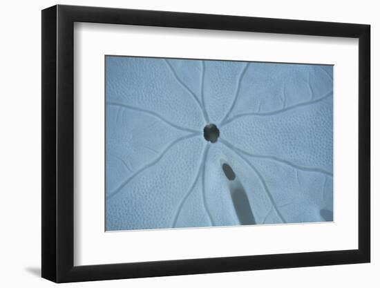 Sand Dollar II-Karyn Millet-Framed Photographic Print