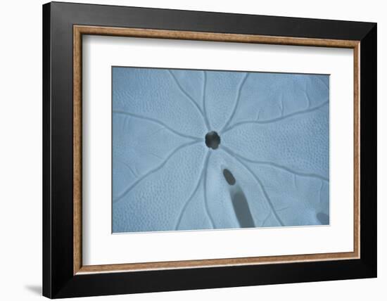 Sand Dollar II-Karyn Millet-Framed Photographic Print