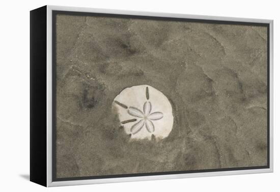 Sand Dollar, Little St Simons Island, Barrier Islands, Georgia-Pete Oxford-Framed Premier Image Canvas