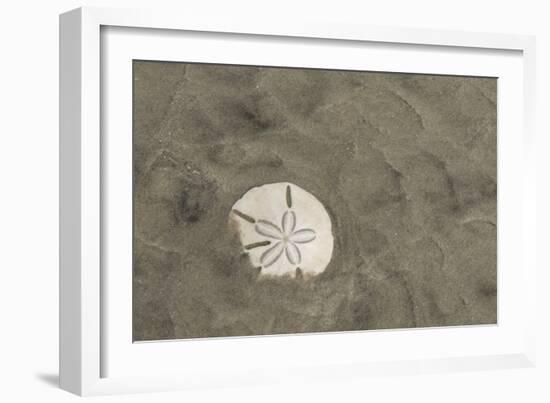 Sand Dollar, Little St Simons Island, Barrier Islands, Georgia-Pete Oxford-Framed Photographic Print