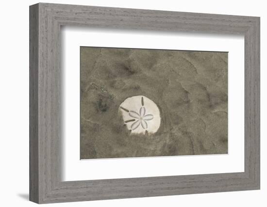 Sand Dollar, Little St Simons Island, Barrier Islands, Georgia-Pete Oxford-Framed Photographic Print