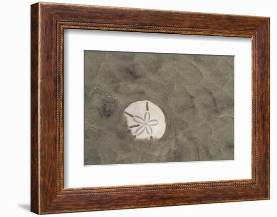 Sand Dollar, Little St Simons Island, Barrier Islands, Georgia-Pete Oxford-Framed Photographic Print