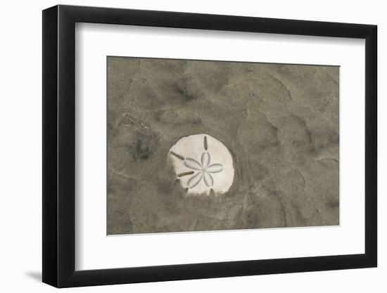 Sand Dollar, Little St Simons Island, Barrier Islands, Georgia-Pete Oxford-Framed Photographic Print
