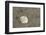 Sand Dollar, Little St Simons Island, Barrier Islands, Georgia-Pete Oxford-Framed Photographic Print