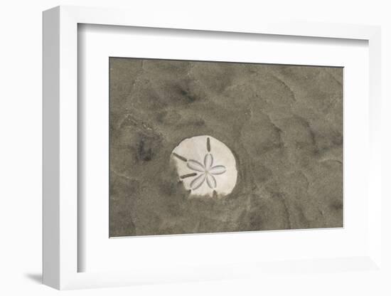 Sand Dollar, Little St Simons Island, Barrier Islands, Georgia-Pete Oxford-Framed Photographic Print