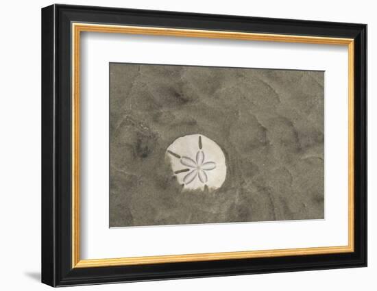 Sand Dollar, Little St Simons Island, Barrier Islands, Georgia-Pete Oxford-Framed Photographic Print