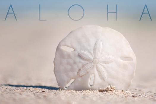 Beth's Blog: A Sand Dollar is a Sand Dollar or Is It?