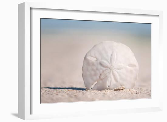 Sand Dollar on Beach-Lantern Press-Framed Art Print