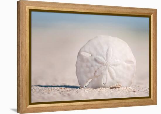 Sand Dollar on Beach-Lantern Press-Framed Stretched Canvas