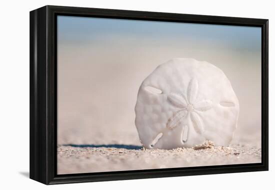 Sand Dollar on Beach-Lantern Press-Framed Stretched Canvas