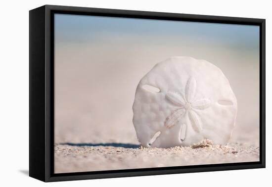 Sand Dollar on Beach-Lantern Press-Framed Stretched Canvas
