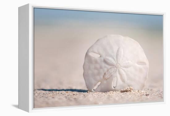 Sand Dollar on Beach-Lantern Press-Framed Stretched Canvas