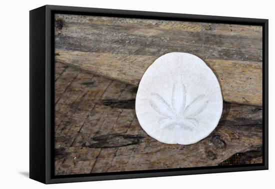 Sand dollar still-life-Savanah Plank-Framed Premier Image Canvas