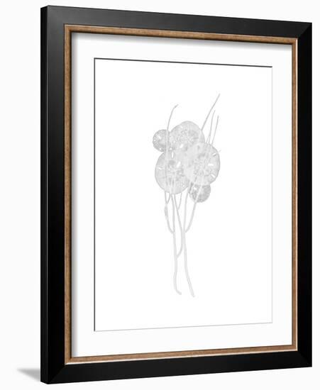 Sand Dollar-Albert Koetsier-Framed Premium Giclee Print