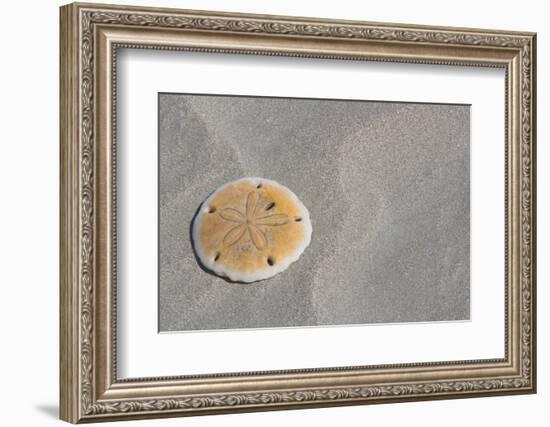 Sand Dollar-DLILLC-Framed Photographic Print