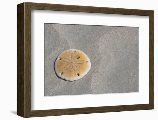 Sand Dollar-DLILLC-Framed Photographic Print