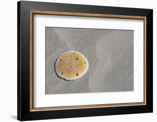 Sand Dollar-DLILLC-Framed Photographic Print