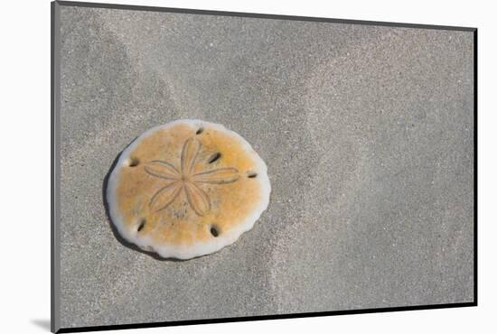 Sand Dollar-DLILLC-Mounted Photographic Print