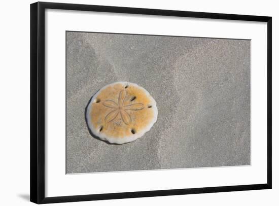 Sand Dollar-DLILLC-Framed Photographic Print