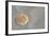 Sand Dollar-DLILLC-Framed Photographic Print