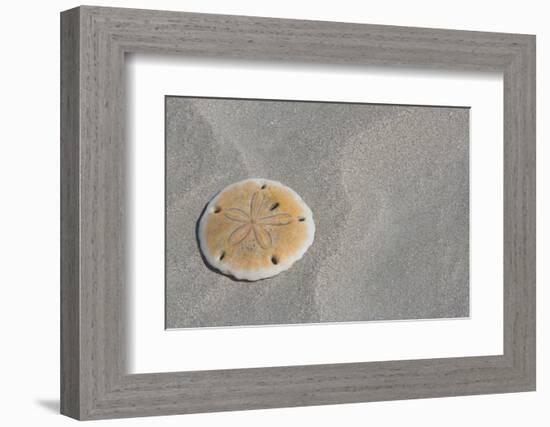 Sand Dollar-DLILLC-Framed Photographic Print