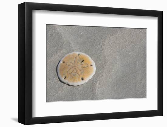 Sand Dollar-DLILLC-Framed Photographic Print