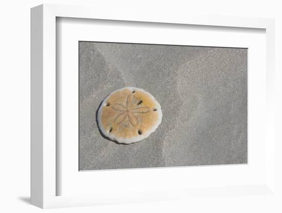 Sand Dollar-DLILLC-Framed Photographic Print