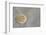 Sand Dollar-DLILLC-Framed Photographic Print