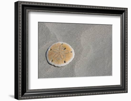 Sand Dollar-DLILLC-Framed Photographic Print