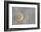 Sand Dollar-DLILLC-Framed Photographic Print