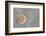 Sand Dollar-DLILLC-Framed Photographic Print