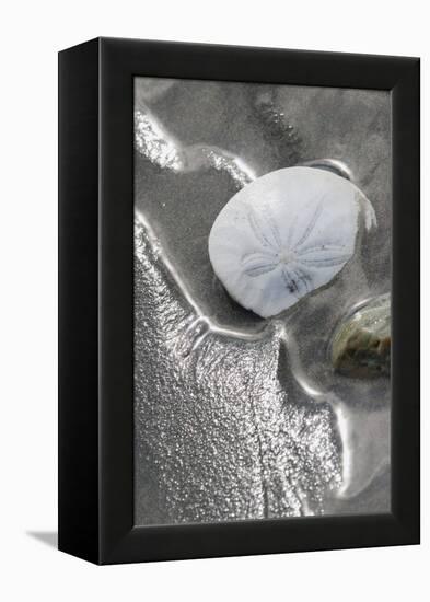 Sand Dollar-Ken Archer-Framed Premier Image Canvas