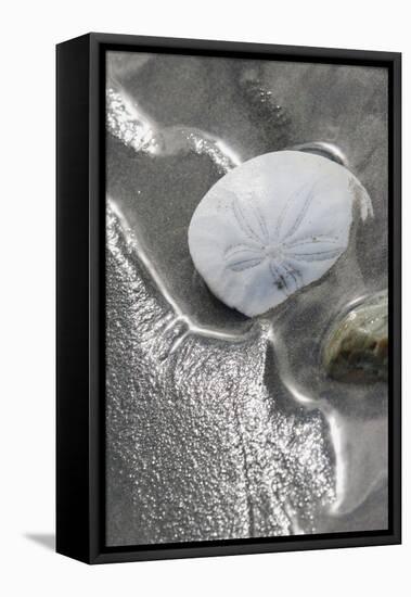 Sand Dollar-Ken Archer-Framed Premier Image Canvas