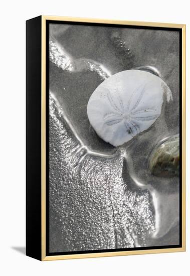 Sand Dollar-Ken Archer-Framed Premier Image Canvas