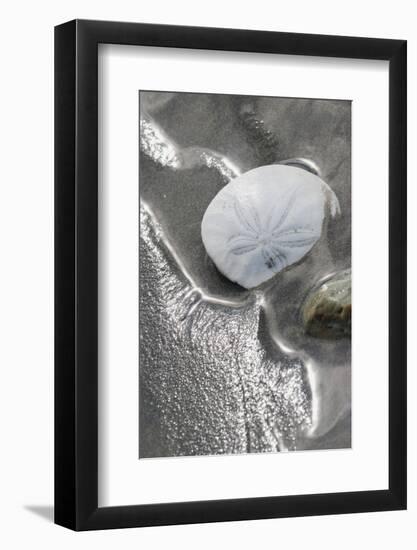 Sand Dollar-Ken Archer-Framed Photographic Print