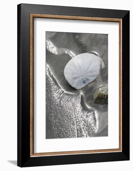 Sand Dollar-Ken Archer-Framed Photographic Print