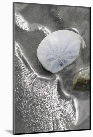 Sand Dollar-Ken Archer-Mounted Photographic Print