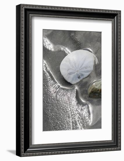 Sand Dollar-Ken Archer-Framed Photographic Print