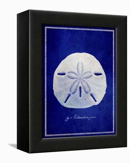 Sand Dollar-GI ArtLab-Framed Premier Image Canvas